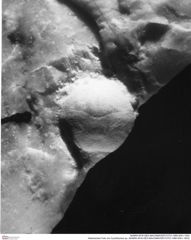 Historisches Foto von Cyclothyreus sp. (NHMW-AFW-GEO-BACHMAYER-FOTO-1990-0041-1833)